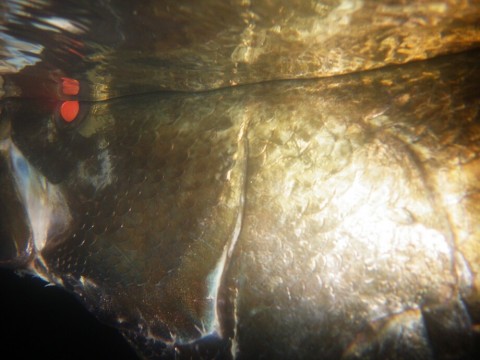 vgkufpftf57fdp63sc2d_920_690-787176d8.jpg
