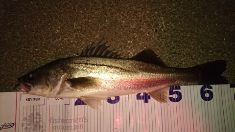 vgryjbkxoxgvksp8msee_480_480-41799318.jpg