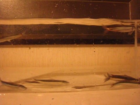 vh4jvfyeuvykwjy29j8r_480_480-65f4454e.jpg