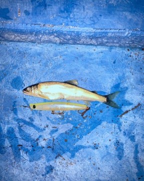 vhb4o9upiya8u5d5c7ht_384_480-e77f0948.jpg