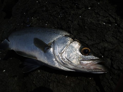 vhbdecvnzmt9jyx2av25_480_480-22800fed.jpg