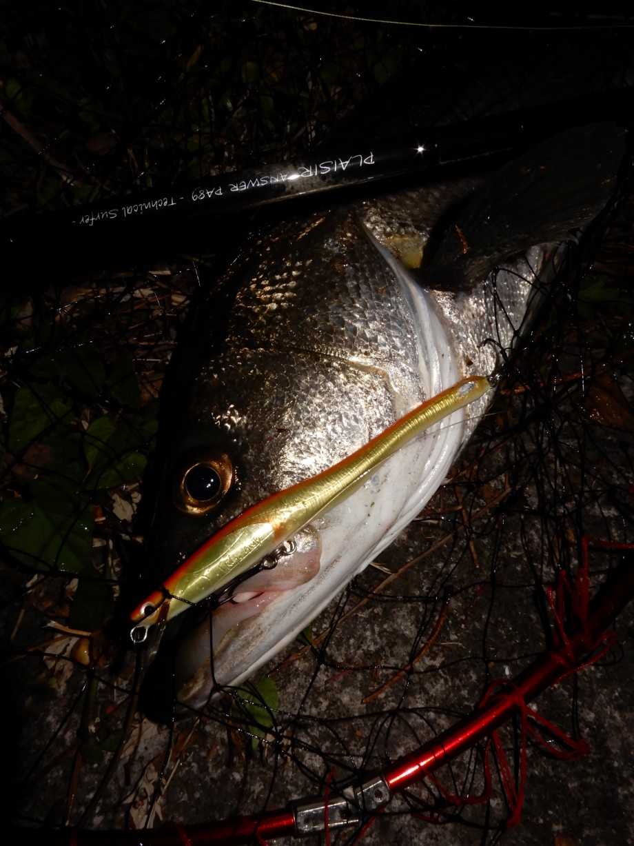その両腕に夢魚を抱け サヨリパターンシーバス ワンランク上げたタックル強度と納得の1匹 その両腕に夢魚を抱け サヨリパターンシーバス ワンランク上げたタックル強度と納得の1匹