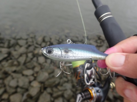 vi79gahgn85capmysrjb_480_480-a8321cf8.jpg