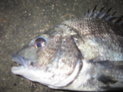 vityipxnrufmj4vyaptn_480_480-d1ba683b.jpg