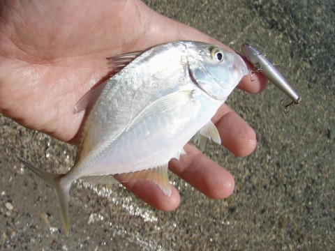 vjcza97mrpgpuwwpu3ud_480_480-3348f777.jpg