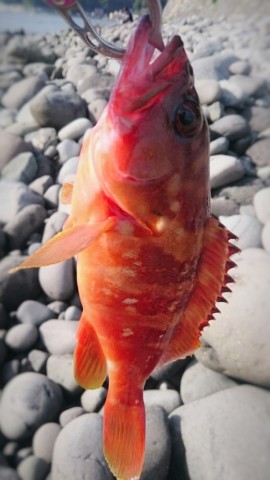 vk92u8yx6hn83zcf7w85_480_480-1f50bd08.jpg