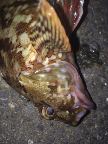 vk93fpei24s336g4wf9u_690_920-b3305b6a.jpg