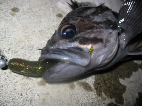 vkcomo59m7t9xx6xygrg_480_480-7831b342.jpg