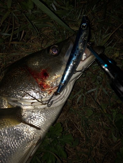利根川で1番ミニマムな釣りをする俺様の釣行記 真夏の汗だくパコパコゲーム