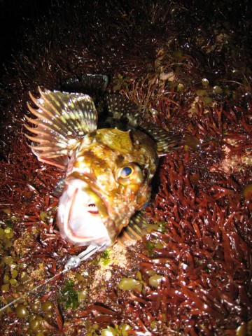 vmrrvfob2vp468kstpi8_480_480-2b85d9d5.jpg