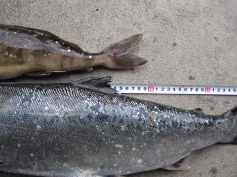 vo9vjaa838n5oh72bxg9_480_480-b38c88ae.jpg