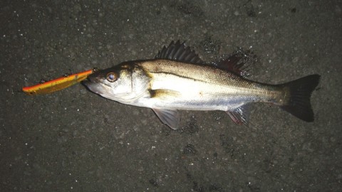 vp65aeariunoto8uvfyg_480_480-e4567735.jpg