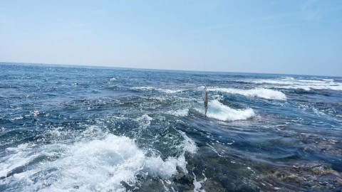 vpyf8cnycjx3nbpuvezb_480_480-d41626fd.jpg