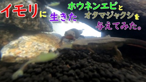 vrhayirfitggmbf63ex3_480_480-2484d490.jpg