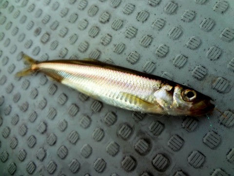 vsbzrr9wtt85utkydaaf_480_480-6acf660c.jpg