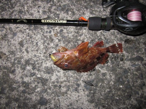 vtjp2cocyjtnkxbsmk6f_480_480-53b61161.jpg