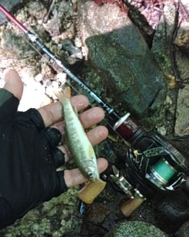 vtko47y2wd735g2xzgoe_480_480-f37a5a86.jpg