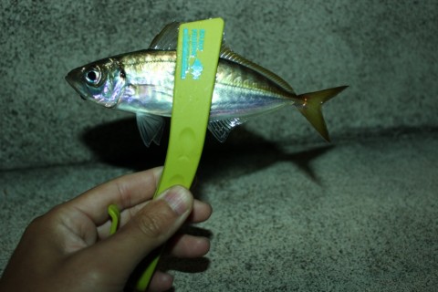 vtsj2f7xv8p5zkwtyfuk_480_480-e7ce3461.jpg