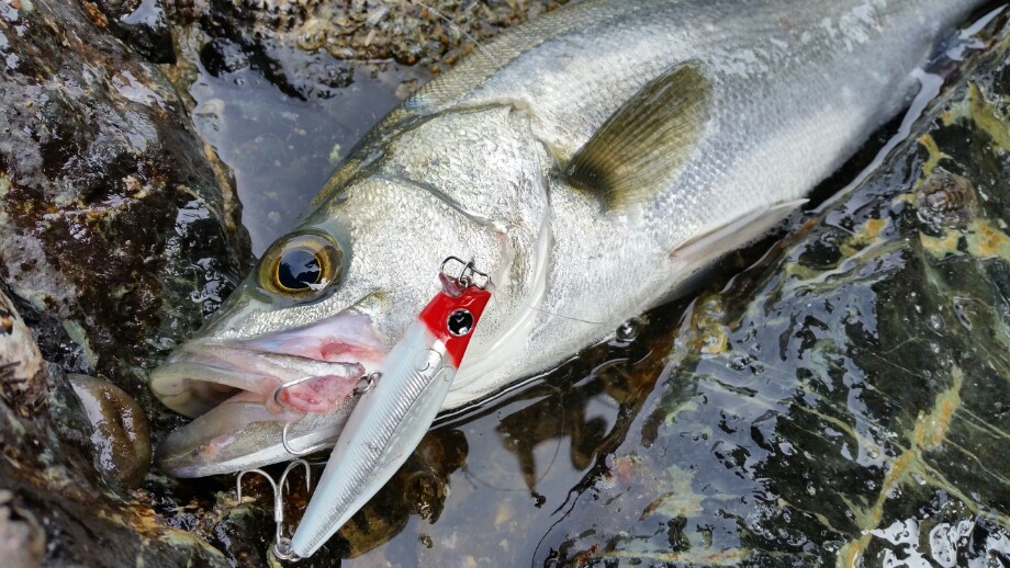 釣れよんな モアザンガルバ73s 釣れよんな モアザンガルバ73s