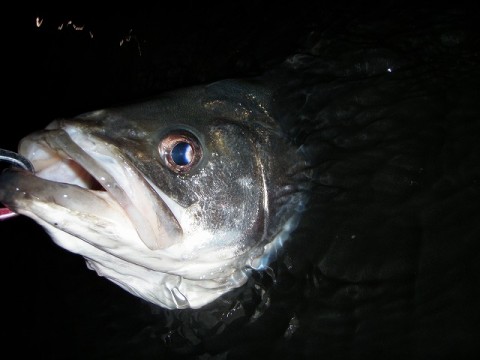 vu8ebw22y95edj9cs6a4_480_480-aebddcb8.jpg