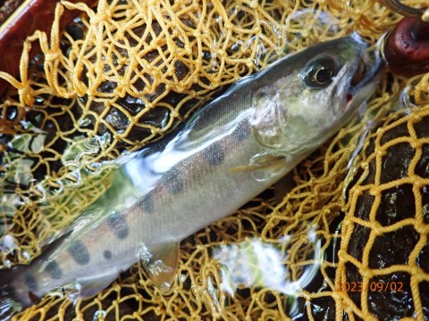vuaasnbjvnod9pjt7enx_480_480-fdeb1590.jpg
