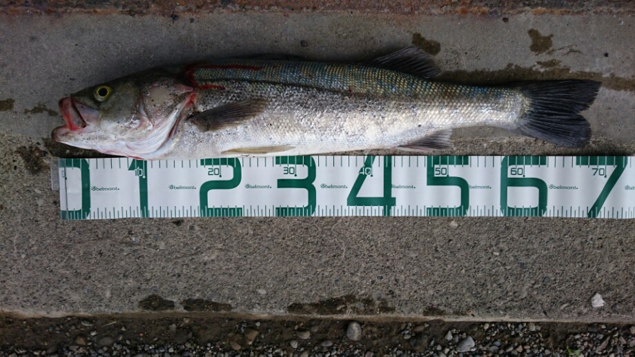 ブログ 糸魚川 能生あたりでシーバス狙いで