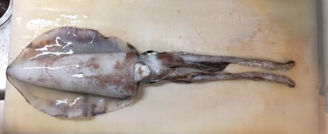 vuguh6ff2smbbyf9jvde_476_195-e71d5303.jpg