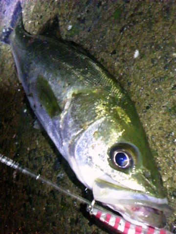 vukpr9bs23nawpxxi2dk_480_480-d97a2e8d.jpg