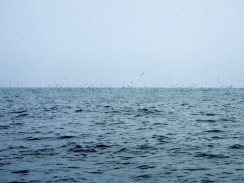 vunci3aoo8r5fuy2pbuy_480_480-6791b62f.jpg