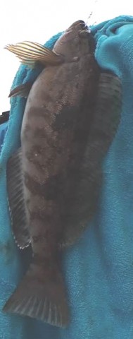 vvyj2e38zy95fzxuukmn_480_480-4259825c.jpg