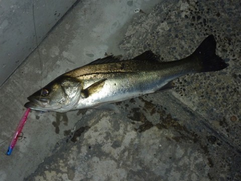 vx623ytyzp8u782j34ft_480_480-cbee9660.jpg