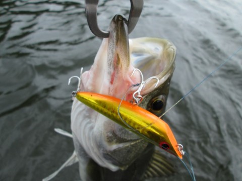 vx8uku2a7whitk4duwoe_480_480-7ec5629d.jpg