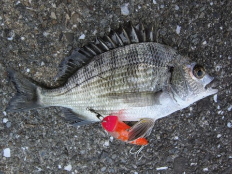 vxekpcx7ifaw6ssyzizb_480_480-82f3c889.jpg