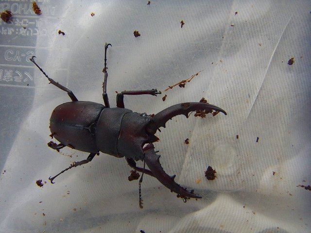 モンスタートラウトと出会うために 北海道のカブトムシ クワガタ モンスタートラウトと出会うために 北海道のカブトムシ クワガタ