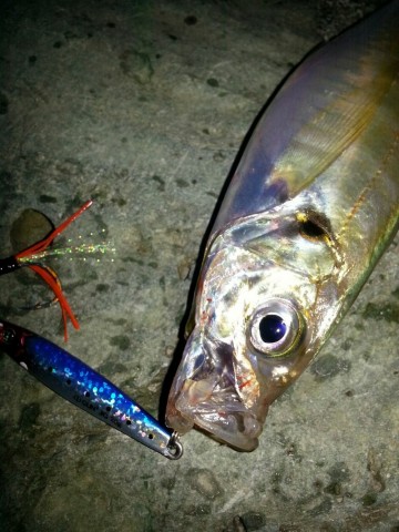 vy26gwsaobx6grizgvg2_480_480-349b5cb6.jpg