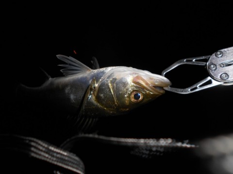 vyrpxgfav9tprdjbvhvv_480_480-58d68e10.jpg