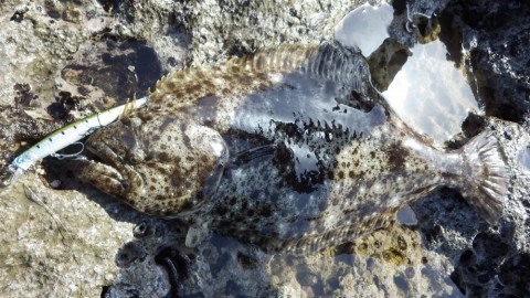 vyzys9idff6xhhbehmz9_480_480-f5351815.jpg