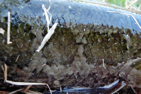 w3ik4nh26attx6piaoxr_480_480-c07c9d08.jpg