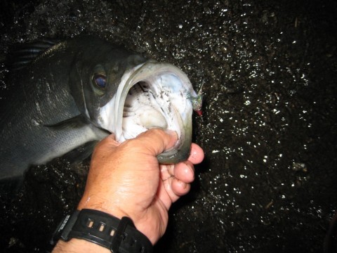 w3r53gtd86e6ukhf5g7c_480_480-acd23b00.jpg