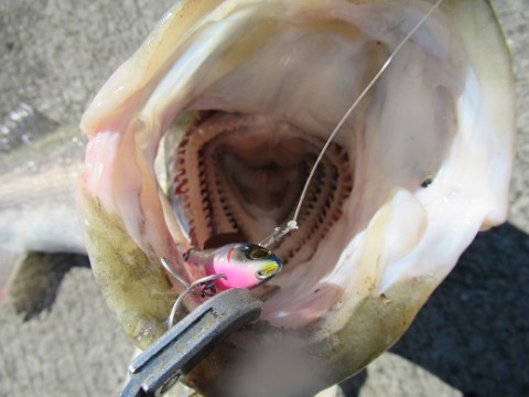 w5zgp3go82xuwtsiwb7j_480_480-ff64d116.jpg