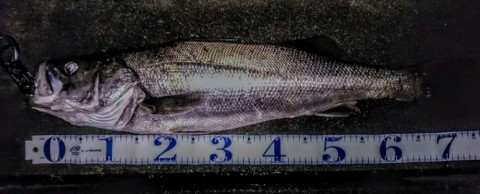 w66ygdvsuwxnepjecy6b_480_480-21dc8901.jpg