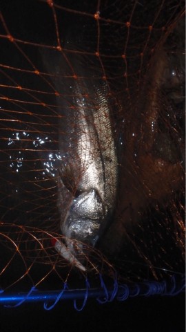 w8ugopbuwwcae5gngwxy_518_920-10f6a883.jpg