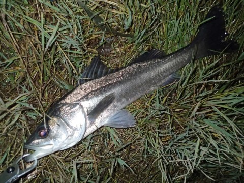 waaemvkm25pobzpiiup6_480_480-3b044a13.jpg
