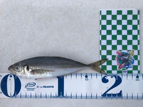 waic69athcfi3ebrhag4_480_480-9cdc1e93.jpg