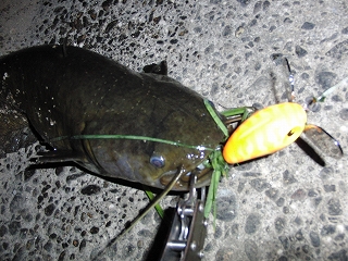 wb2t4gspnxacabs5pvm8-ca6638ec.jpg