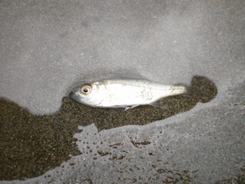 wb3yntfmmwew2neithx6_480_480-5f3d8d77.jpg