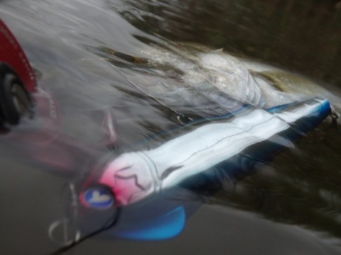 wbhu3k64jbi3km9kkf2e_480_480-b1345326.jpg