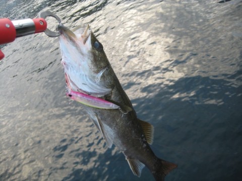 wbig36aocd78kxk7xmvg_480_480-1e606625.jpg