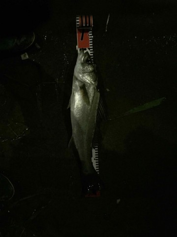 wbt5jvxyuni8o2xrinxs_360_480-4ad9e6e2.jpg