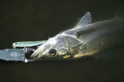 wddax69p5pp4r8i46svy_480_480-f87305a3.jpg